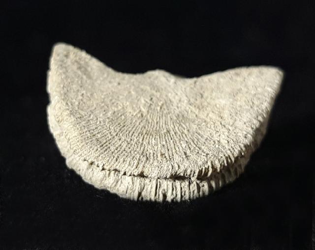 Diploctenium subcirulare MILNE-EDWARDS & HAIME 1848 - Bild © FossNet FossilienStore